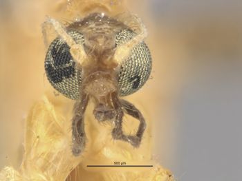 Media type: image;   Entomology 10207 Aspect: head frontal